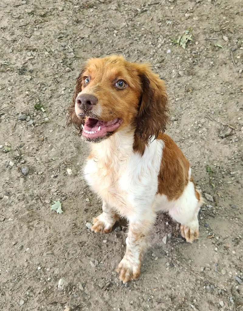 A baby medium-sized male Red / Chestnut / Orange Brittany Spaniel dog named Charlie for adoption in Liberty Center, OH
