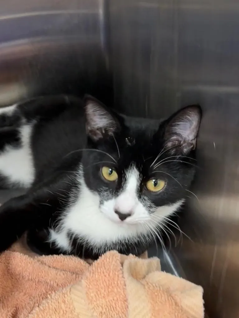 A baby medium-sized male Domestic Short Hair cat named Enchilada for adoption in Little Rock, AR