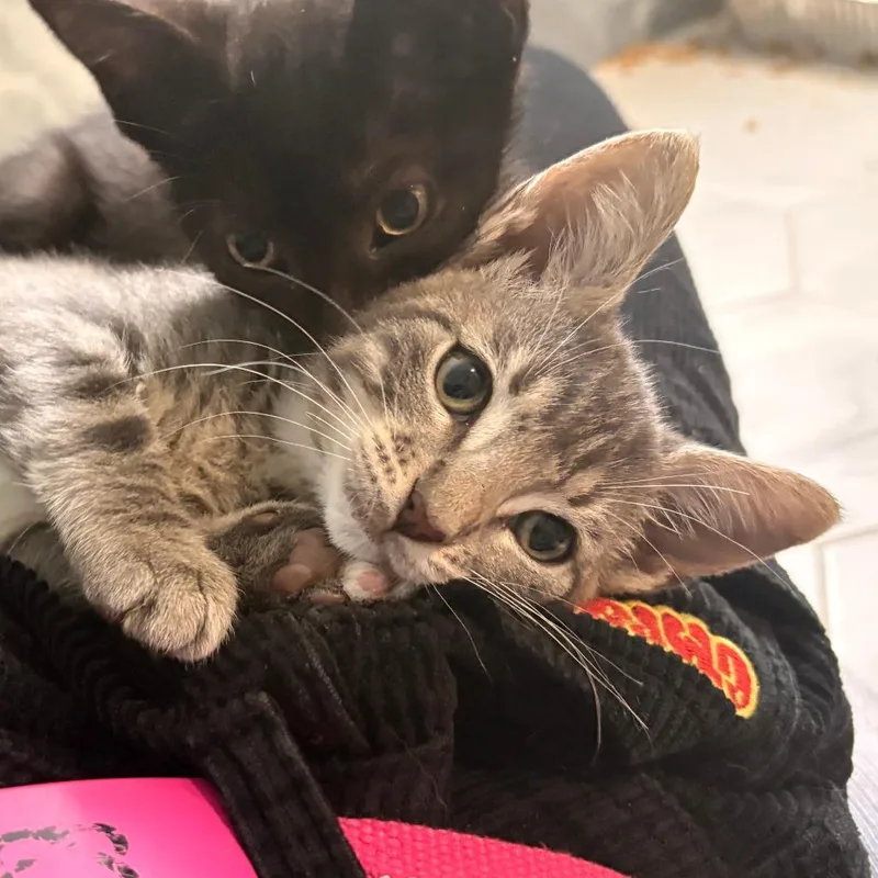 A baby small-sized male Gray / Blue / Silver Domestic Short Hair cat named Webb for adoption in West Palm Beach, FL