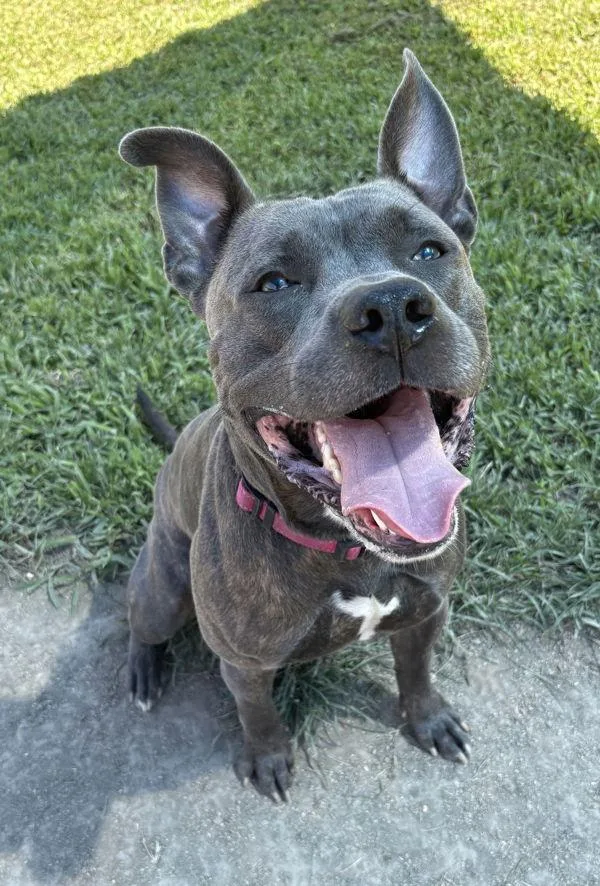 An adult large-sized male American Staffordshire Terrier dog named Poprock for adoption in Virginia Beach, VA