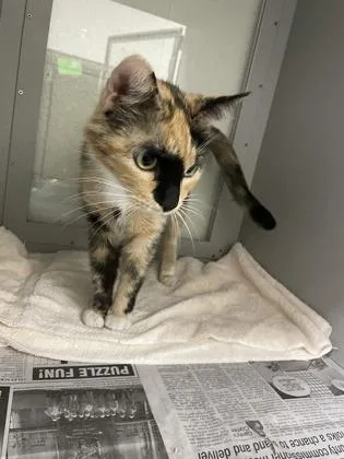 An adult large-sized female Domestic Short Hair cat named Ginger Snapp for adoption in Louisburg, NC