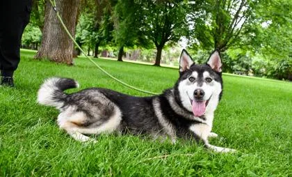 An adult medium-sized male Siberian Husky dog named Nanook for adoption in Yakima, WA