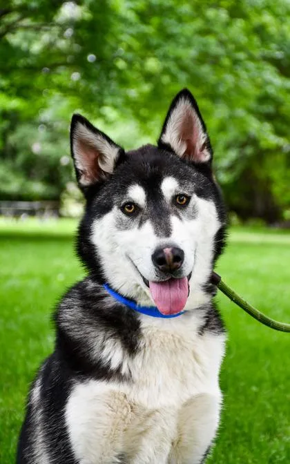 Nanook thumbnail 2