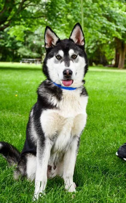 Nanook thumbnail 3