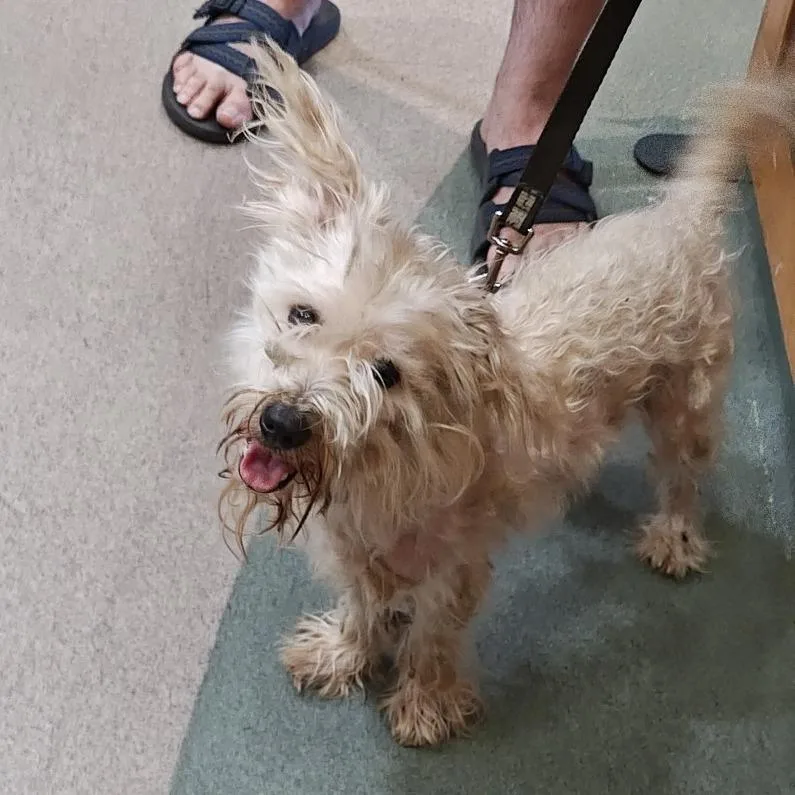 An adult small-sized male White / Cream Maltese dog named IEPAStray for adoption in Upland, CA