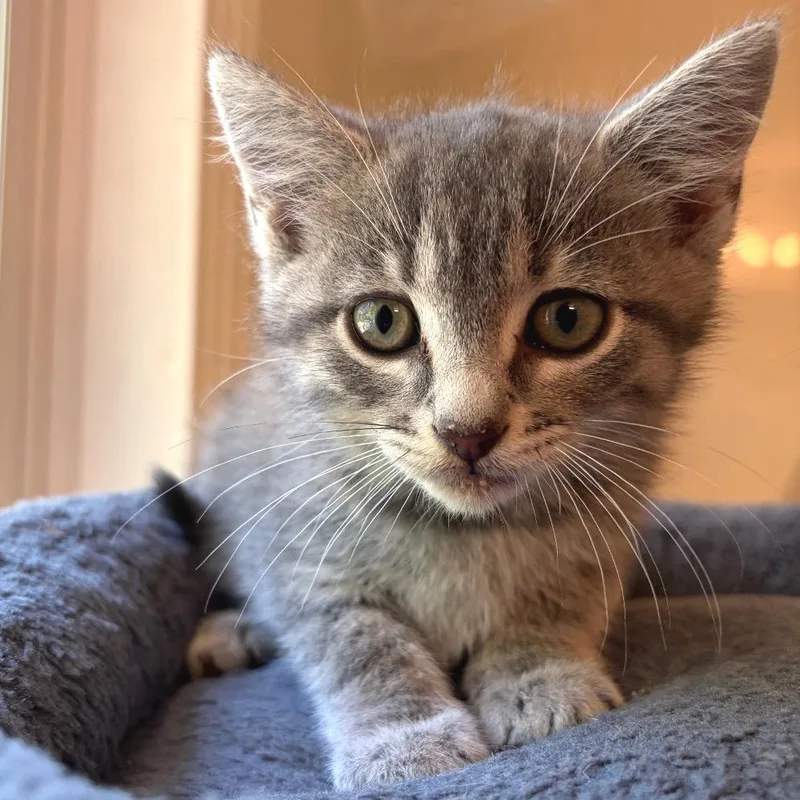 A baby small-sized female Gray / Blue / Silver Domestic Short Hair cat named Munising for adoption in Brownsboro, AL