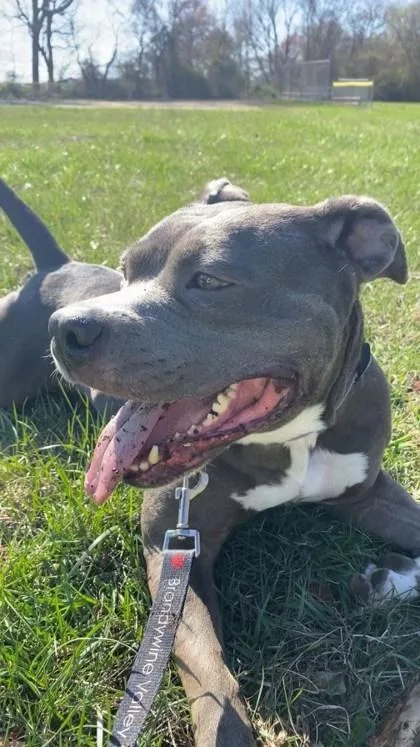 Dutchess thumbnail 2