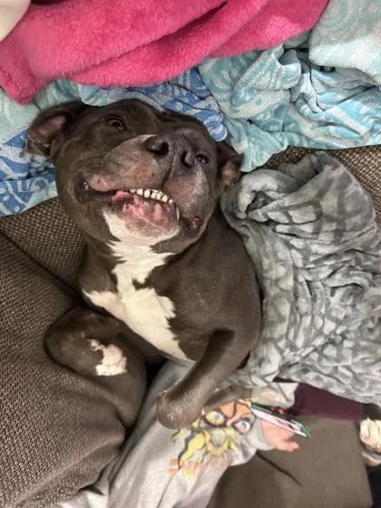 Dutchess thumbnail 3