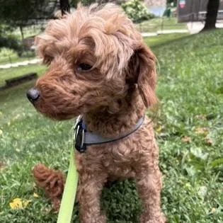 An adult small-sized female Yellow / Tan / Blond / Fawn Miniature Poodle dog named Cinnamon for adoption in Phoenixville, PA