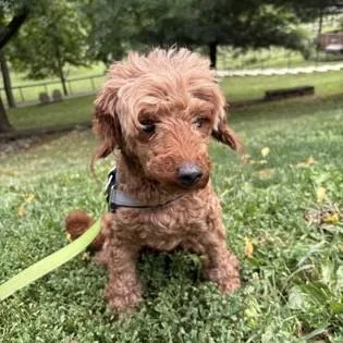 Cinnamon thumbnail 2