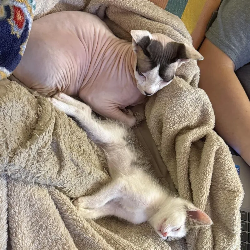 A baby small-sized female White Domestic Short Hair cat named Lolipop for adoption in Austin, TX