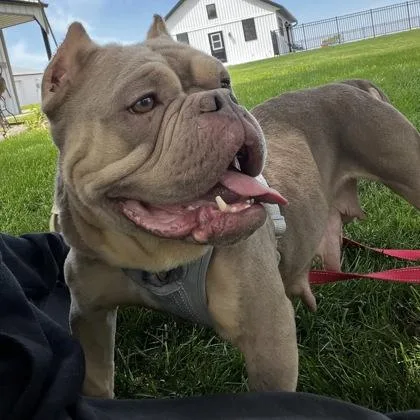 A young large-sized female Mixed Breed dog named Prada for adoption in Janesville, WI
