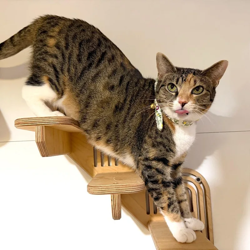 A young large-sized female Torbie Domestic Short Hair cat named Jenga for adoption in Houston, TX