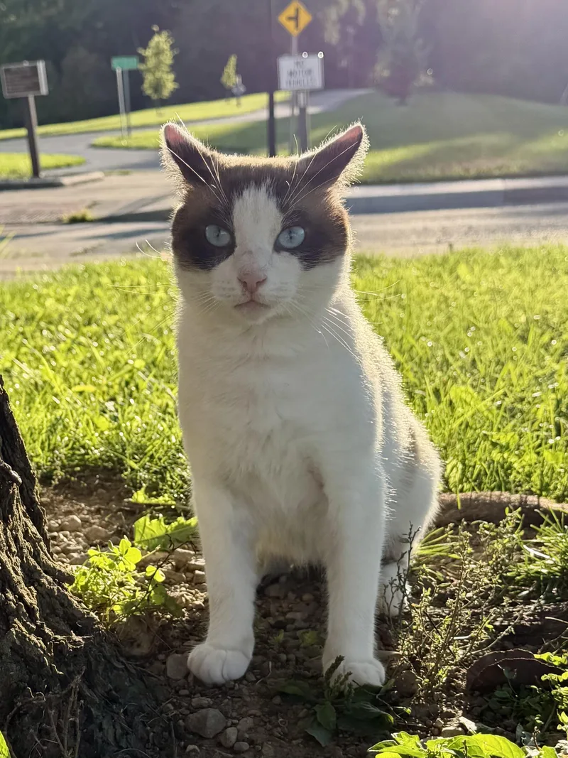 A young medium-sized male Buff & White Domestic Short Hair cat named Sinatra for adoption in Copley, OH