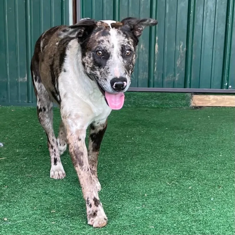 A young large-sized female Australian Shepherd dog named Blossom for adoption in Roanoke, VA