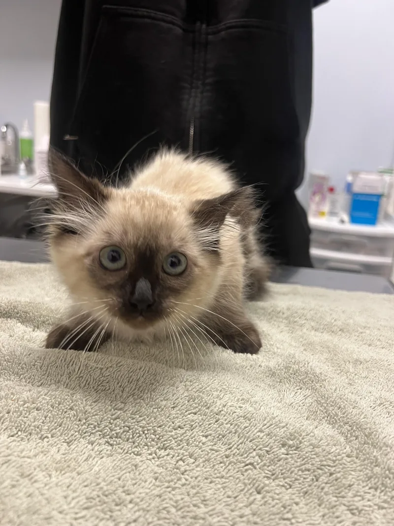 A baby small-sized female Domestic Short Hair cat named Jinxie for adoption in Chico, CA