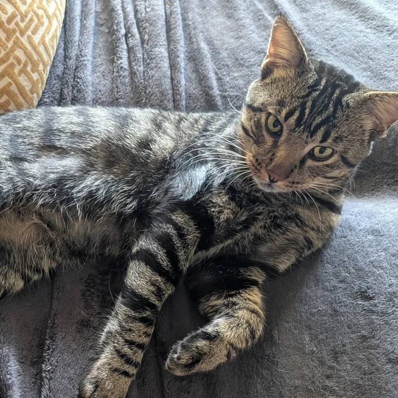 An adult large-sized male Brown / Chocolate Domestic Short Hair cat named Bleu for adoption in South Elgin, IL