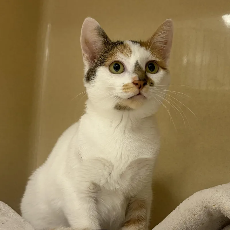 A baby medium-sized female Calico Domestic Short Hair cat named Rubiks for adoption in Cooperstown, NY