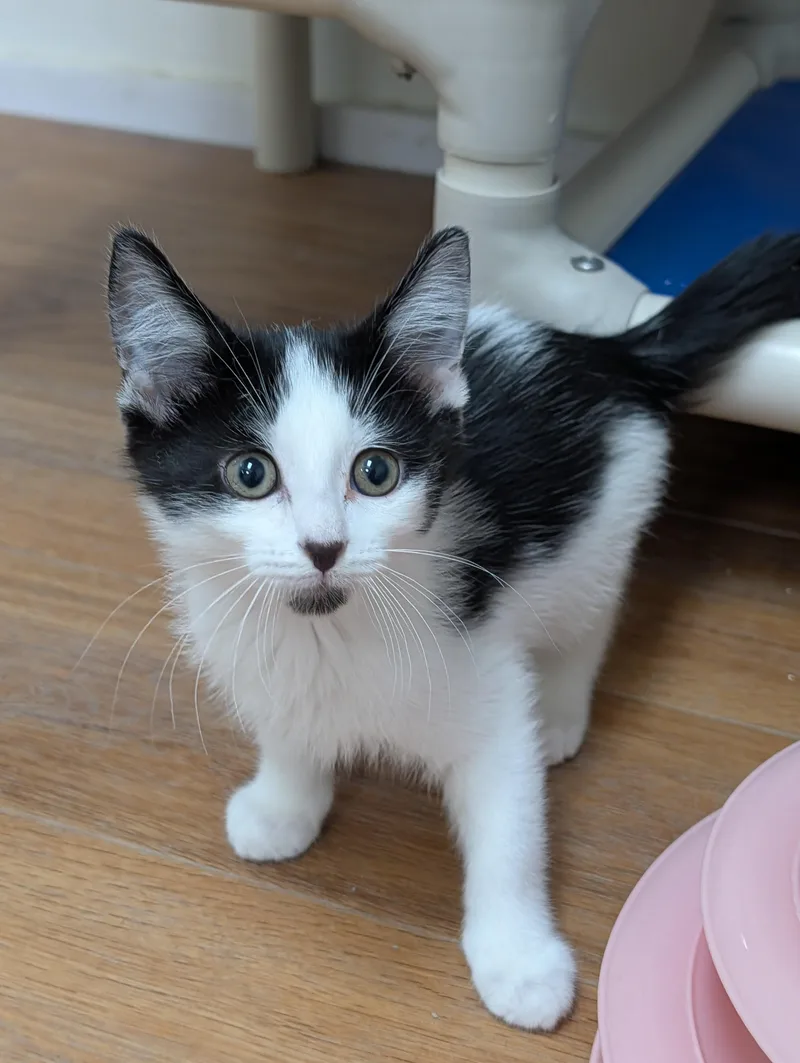 A young medium-sized male Black & White / Tuxedo Domestic Short Hair cat named Gj for adoption in Decatur, IL