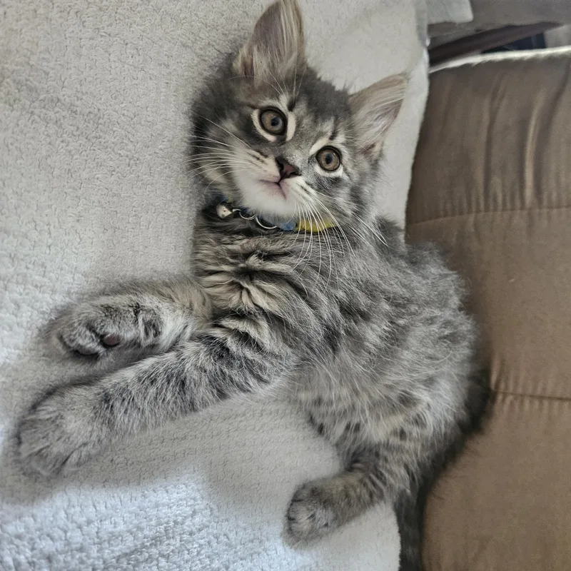 A baby small-sized male Gray / Blue / Silver Domestic Medium Hair cat named Futon for adoption in Bryan, TX