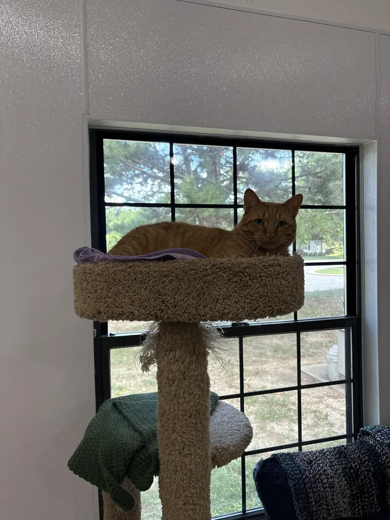 An adult large-sized male Tabby (Orange / Red) Domestic Short Hair cat named Chive for adoption in Lansing, MI