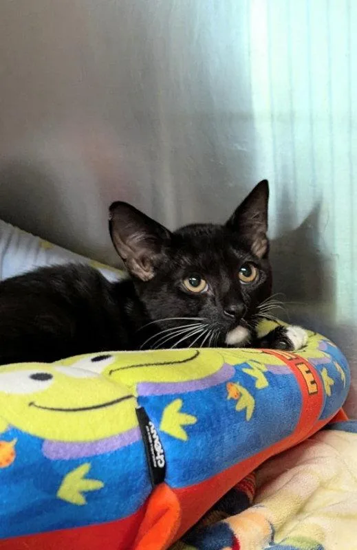 A young medium-sized male Tuxedo cat named Kirkland for adoption in Ocala, FL