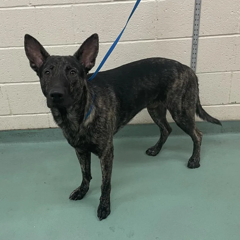 An adult large-sized male Brindle Mixed Breed dog named Jacob for adoption in Memphis, TN