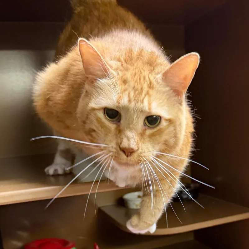 A senior extra large-sized male Orange / Red Domestic Medium Hair cat named Gus for adoption in Middlebury, VT