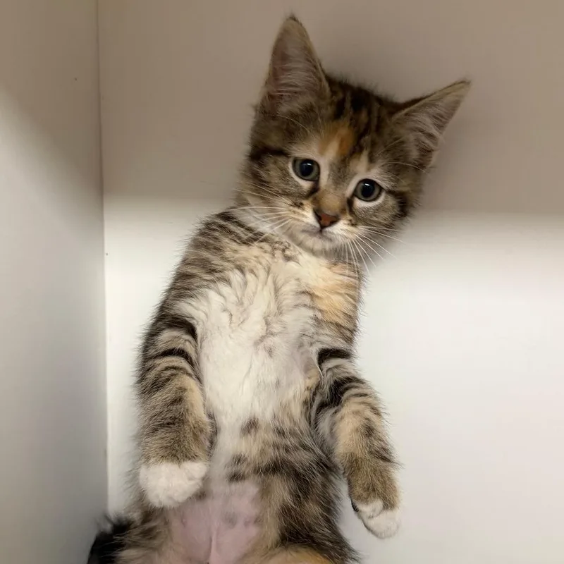 A baby small-sized female Gray / Blue / Silver Domestic Short Hair cat named Minerva for adoption in Stillwater, OK