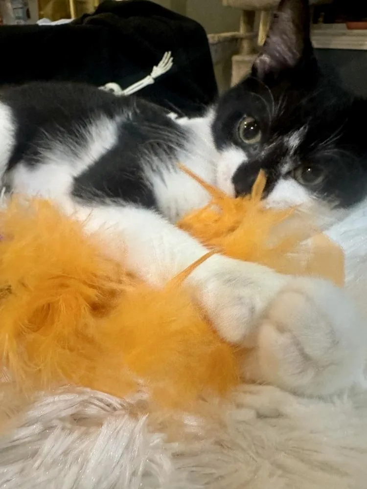 A baby small-sized female Domestic Short Hair cat named Porsche for adoption in Loveland, OH
