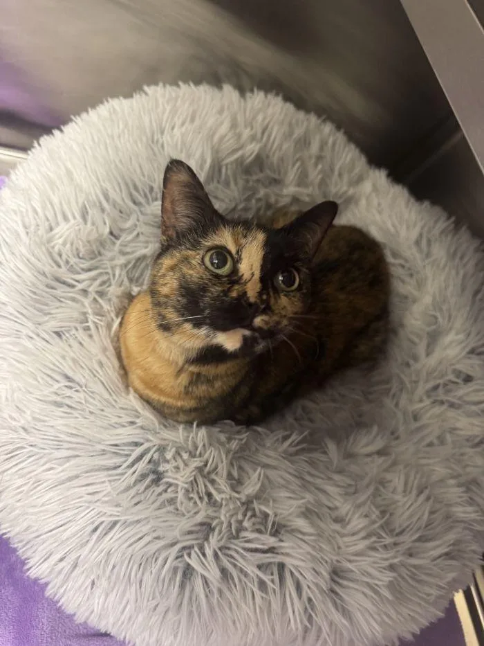 Penelope