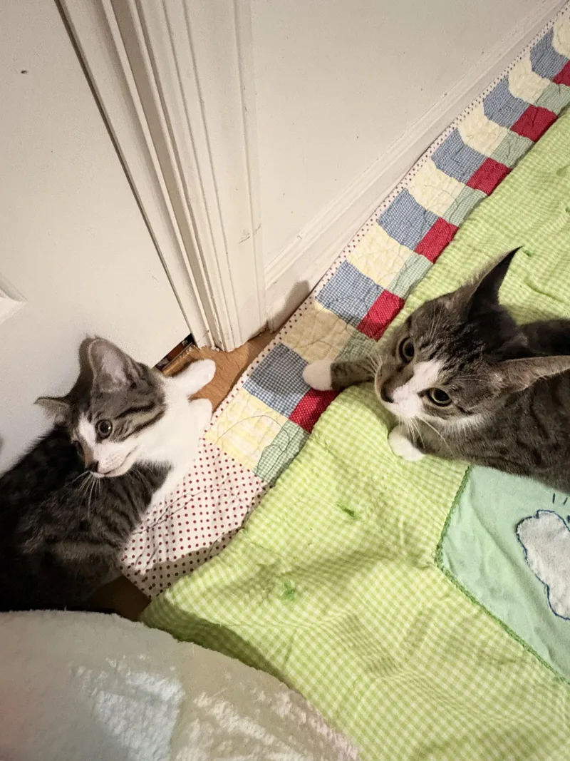 Caddy And Mercedes thumbnail 2