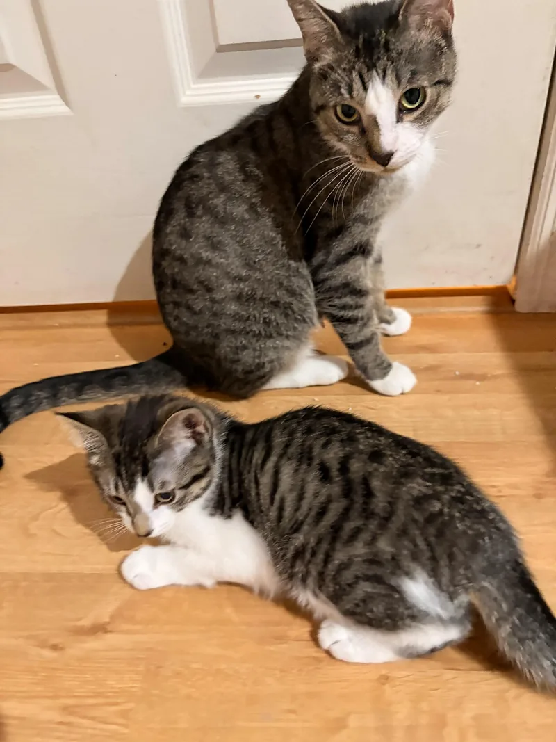 Caddy And Mercedes thumbnail 3