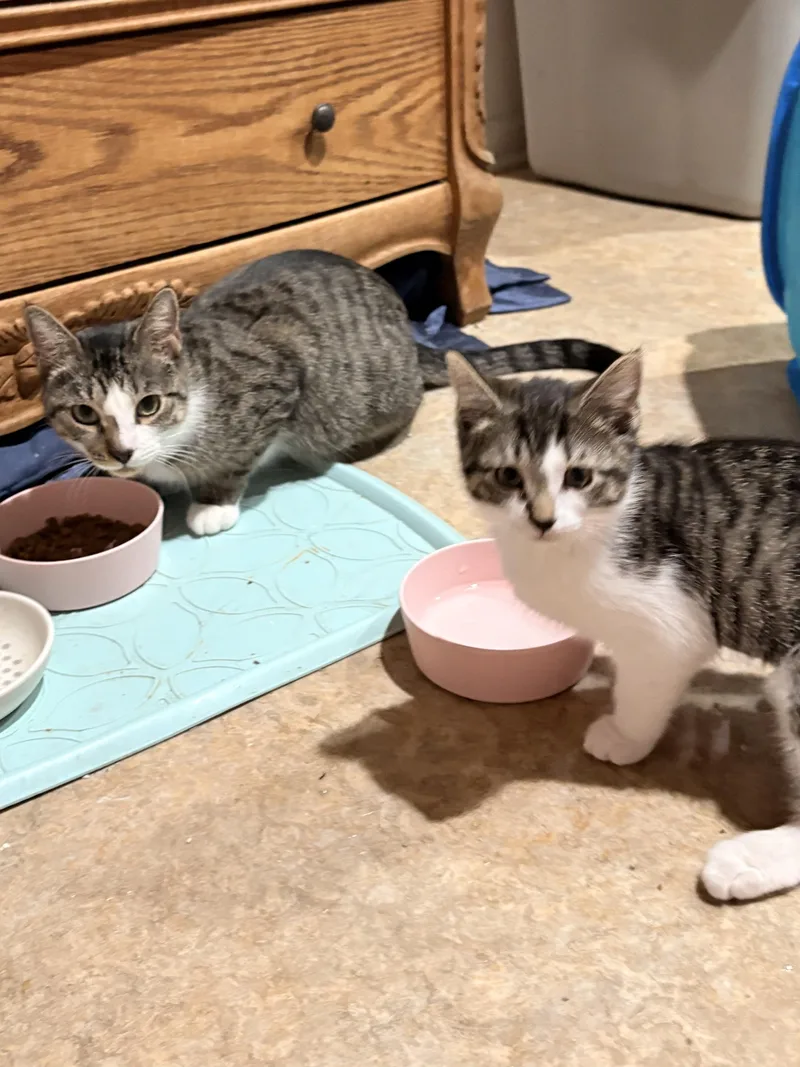 Caddy And Mercedes thumbnail 4