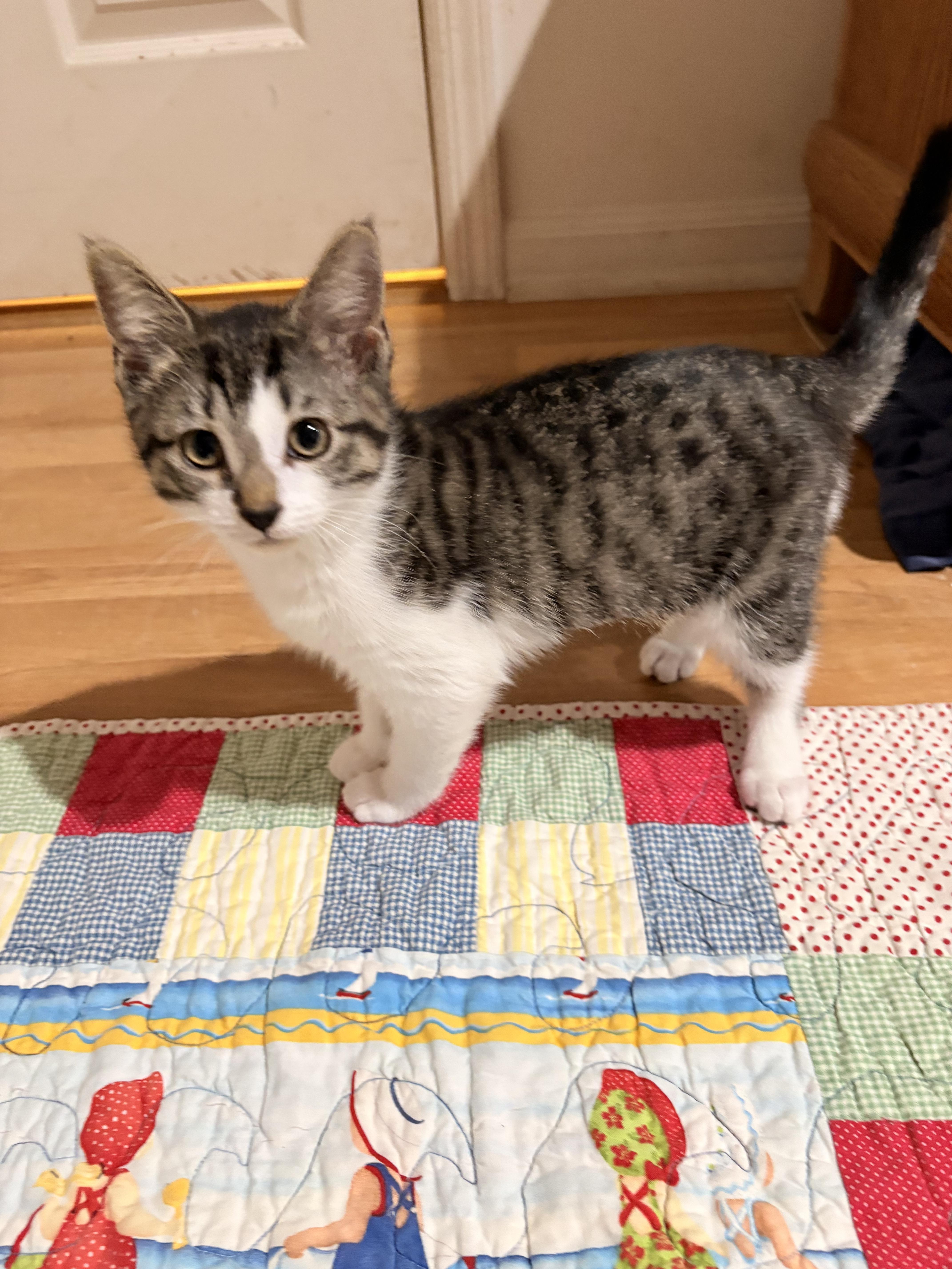 Caddy And Mercedes thumbnail 5