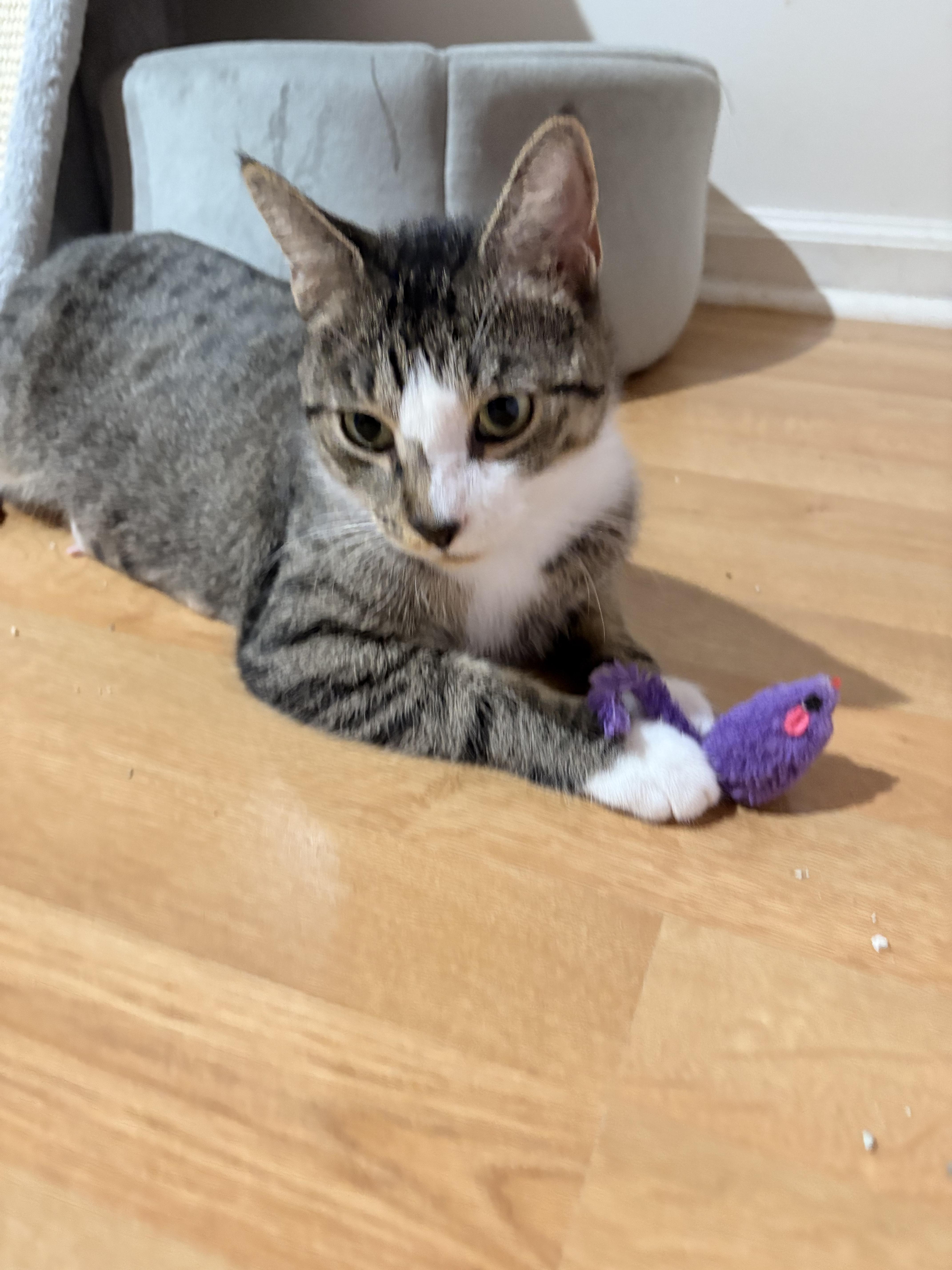 Caddy And Mercedes thumbnail 6