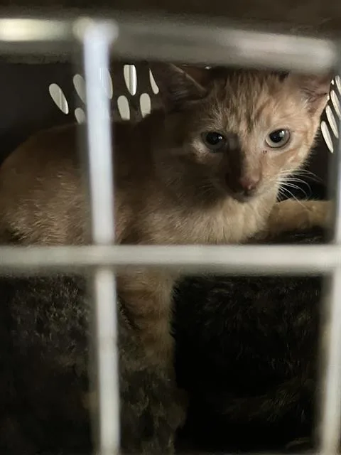 A baby small-sized male Domestic Short Hair cat named Lorraine for adoption in Dallas, TX
