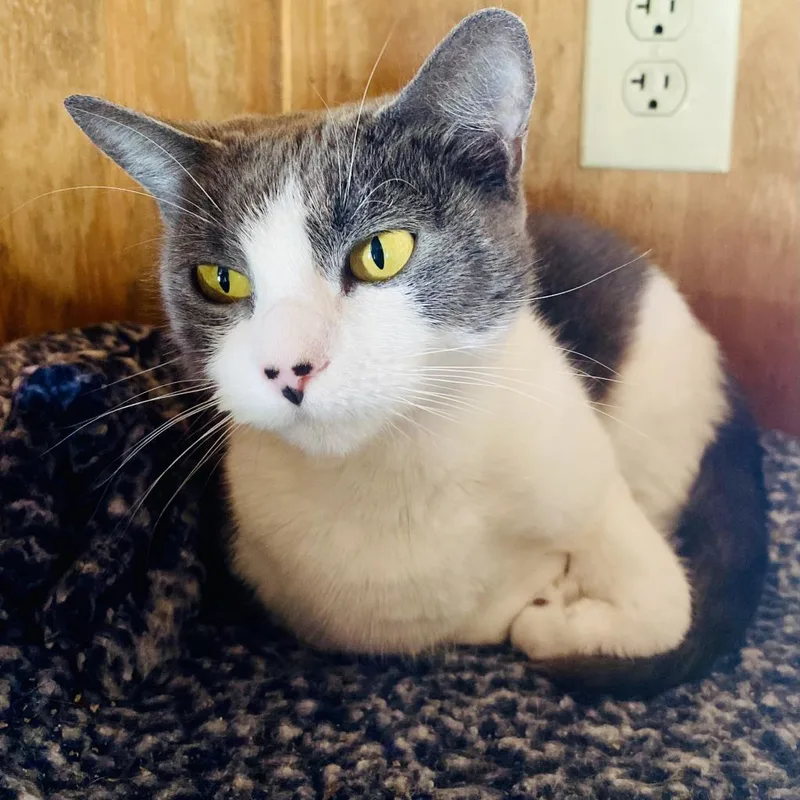 An adult large-sized female Gray / Blue / Silver Domestic Short Hair cat named Sadie for adoption in Freeport, FL