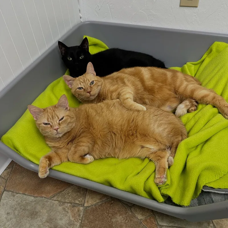 Snuggles  Cuddles  thumbnail 2