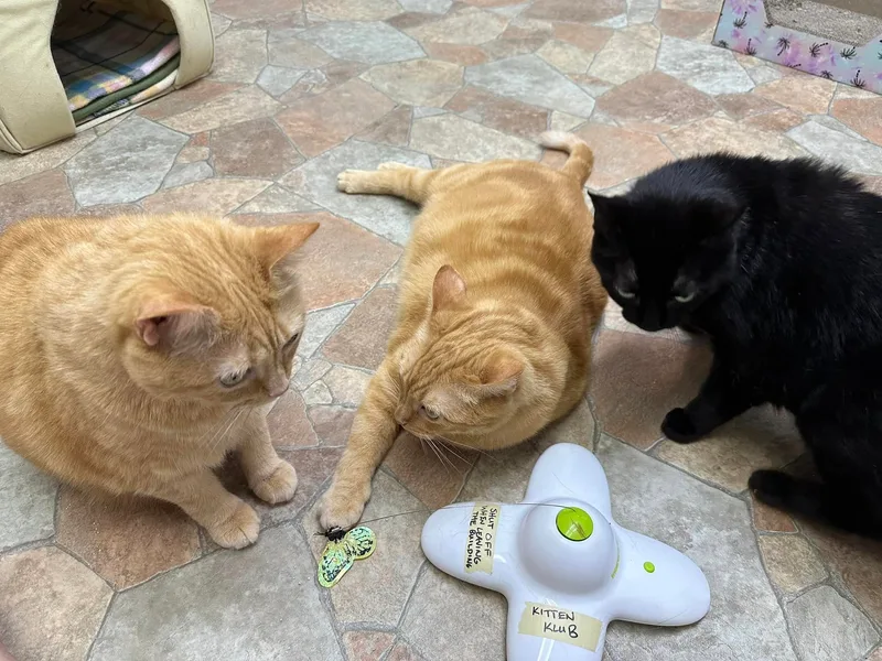 Snuggles  Cuddles  thumbnail 3