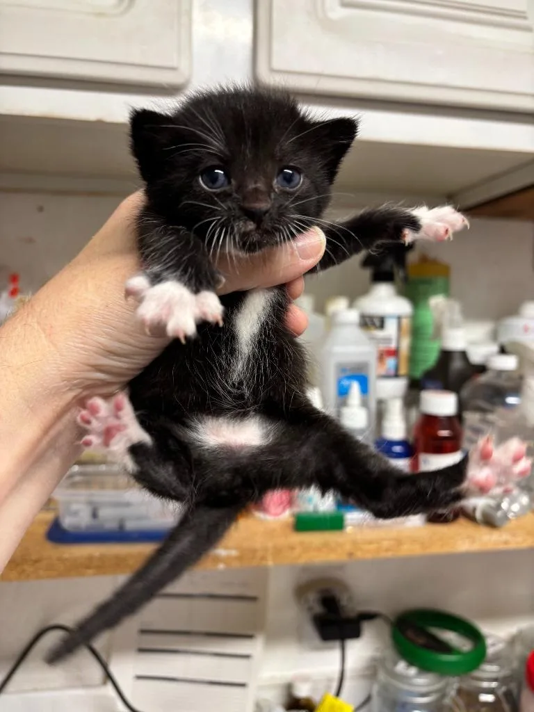 A baby small-sized female Domestic Short Hair cat named Paul for adoption in Rutherfordton, NC