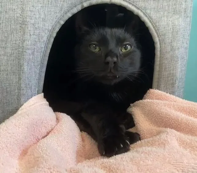An adult medium-sized male Black Domestic Short Hair cat named Georgie for adoption in Cincinnati, OH