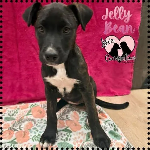 A baby medium-sized female Black Labrador Retriever dog named Jelly Bean for adoption in Gilbert, AZ