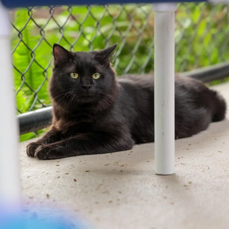 A young large-sized male Black Domestic Long Hair cat named Hunter for adoption in Santa Barbara, CA