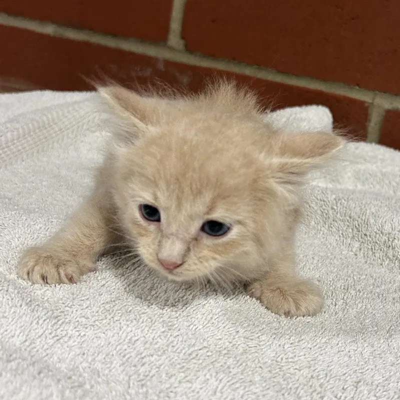 A baby small-sized male Orange / Red Domestic Short Hair cat named Baron for adoption in Cabot, AR