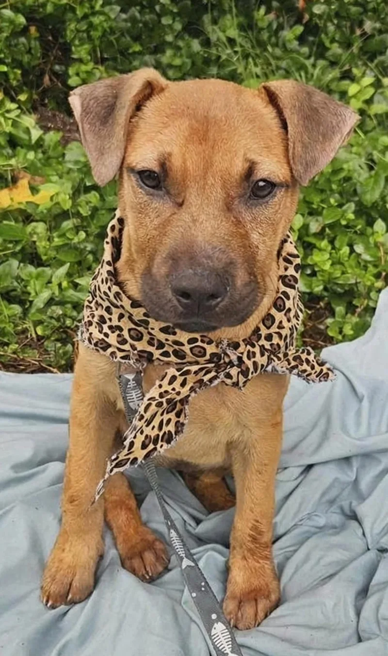 A baby medium-sized female Mixed Breed dog named Asha for adoption in Northwood, NH