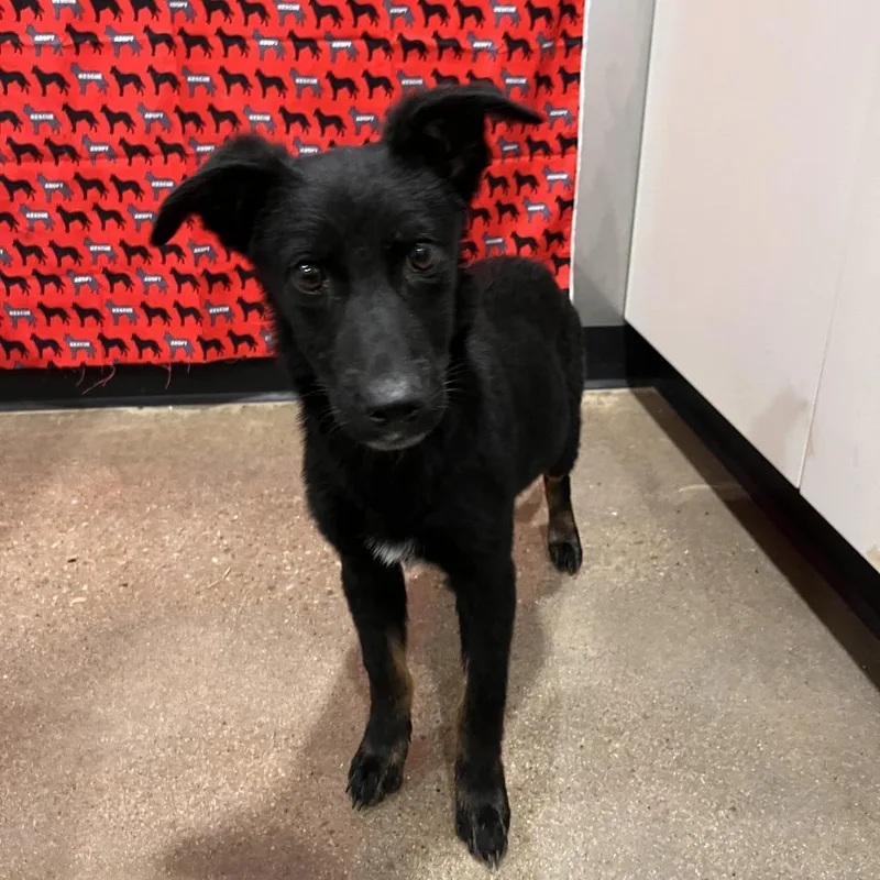 A baby medium-sized female German Shepherd Dog dog named Magnolia for adoption in Washburn, MO