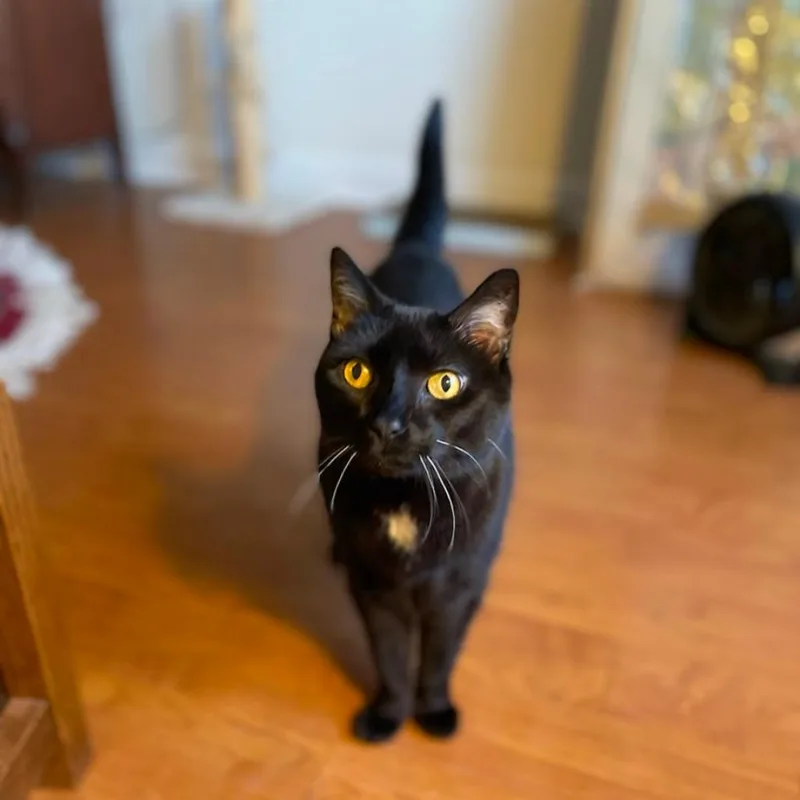 A senior large-sized female Black Domestic Short Hair cat named Spot for adoption in Oak Park, IL