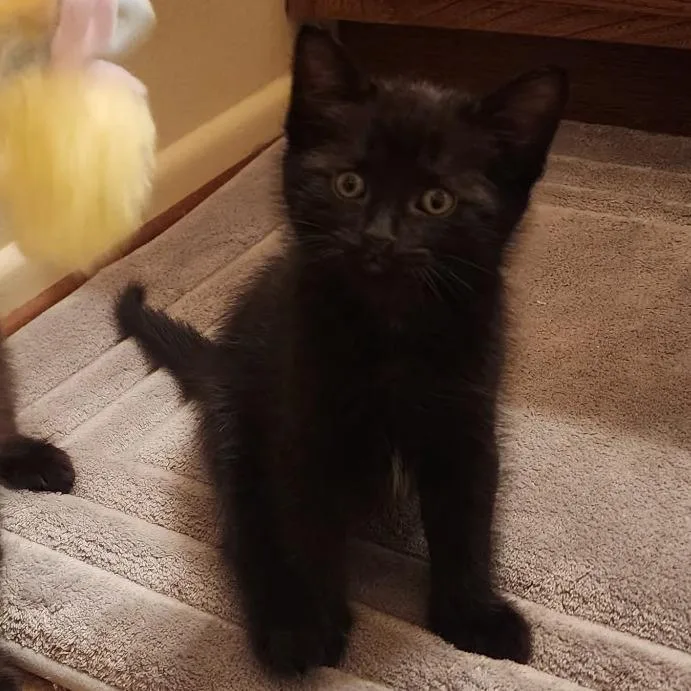 A baby small-sized male Black Domestic Short Hair cat named Randy "Macho Man" Savage for adoption in Ventura, CA