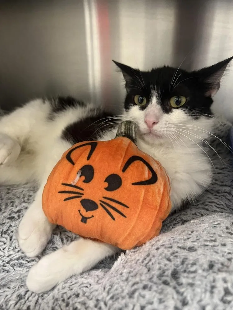 An adult large-sized male Domestic Short Hair cat named Maurice for adoption in Oakdale, CA
